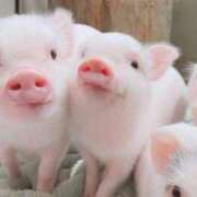 ヒメ日記 2025/09/10 14:45 投稿 夢倉さわ コウテイ