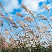 ヒメ日記 2025/10/03 11:45 投稿 夢倉さわ コウテイ