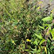 ヒメ日記 2025/10/08 10:53 投稿 夢倉さわ コウテイ