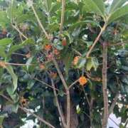 ヒメ日記 2025/11/02 11:25 投稿 夢倉さわ コウテイ