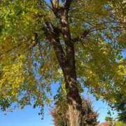 ヒメ日記 2025/11/15 15:35 投稿 夢倉さわ コウテイ