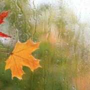 ヒメ日記 2025/11/25 10:25 投稿 夢倉さわ コウテイ