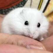 ヒメ日記 2026/02/02 23:57 投稿 夢倉さわ コウテイ