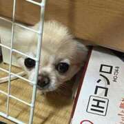 ヒメ日記 2026/04/22 09:55 投稿 夢倉さわ コウテイ