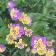 ヒメ日記 2025/04/26 23:14 投稿 はな 横浜人妻セレブリティ（ユメオト）