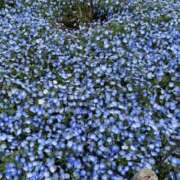 ヒメ日記 2025/05/02 18:53 投稿 はな 横浜人妻セレブリティ（ユメオト）