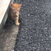 ヒメ日記 2025/05/20 18:14 投稿 はな 横浜人妻セレブリティ（ユメオト）