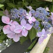 ヒメ日記 2025/06/06 18:55 投稿 はな 横浜人妻セレブリティ（ユメオト）