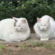 ヒメ日記 2025/06/16 18:53 投稿 はな 横浜人妻セレブリティ（ユメオト）