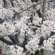 ヒメ日記 2025/03/30 13:23 投稿 みほ【スタンダード】 博多の熟女