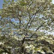 ヒメ日記 2025/04/19 09:58 投稿 まゆみ Club-Embassy