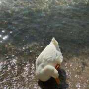 ヒメ日記 2025/11/04 17:40 投稿 常盤 弥生 クラブアイリス大阪