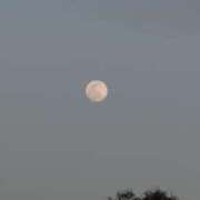 ヒメ日記 2026/01/31 19:49 投稿 常盤 弥生 クラブアイリス大阪