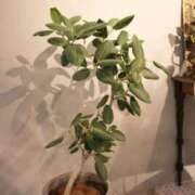 常盤 弥生 🌱𓏼𓏼 クラブアイリス大阪