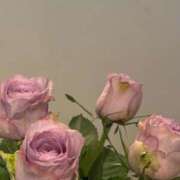 常盤 弥生 🌹 クラブアイリス大阪