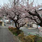ヒメ日記 2025/03/11 13:42 投稿 るみ 池袋人妻城