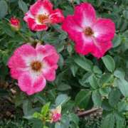 ヒメ日記 2025/03/16 13:54 投稿 美香 出会い系人妻ネットワーク 上野〜大塚編