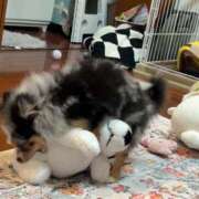 ヒメ日記 2025/04/01 10:21 投稿 せいな 性の極み 技の伝道師 ver. 匠