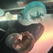 ヒメ日記 2025/09/29 17:31 投稿 せな 初体験