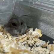 ヒメ日記 2025/02/25 07:01 投稿 リズ マテリアル