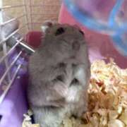 ヒメ日記 2025/03/04 22:01 投稿 リズ マテリアル