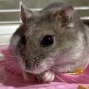 ヒメ日記 2025/03/05 22:31 投稿 リズ マテリアル