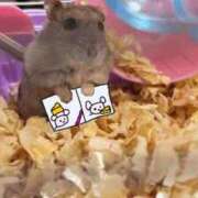 ヒメ日記 2025/03/08 23:46 投稿 リズ マテリアル