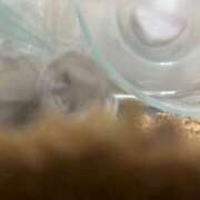 ヒメ日記 2025/03/17 21:01 投稿 リズ マテリアル