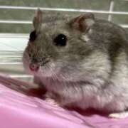 ヒメ日記 2025/03/19 22:16 投稿 リズ マテリアル