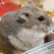 ヒメ日記 2025/03/25 13:16 投稿 リズ マテリアル