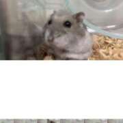 ヒメ日記 2025/03/26 07:16 投稿 リズ マテリアル