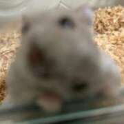 ヒメ日記 2025/03/28 07:16 投稿 リズ マテリアル