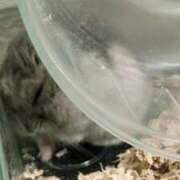 ヒメ日記 2025/04/15 21:01 投稿 リズ マテリアル