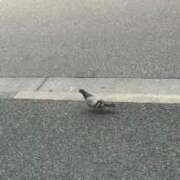 ヒメ日記 2025/05/15 23:16 投稿 リズ マテリアル