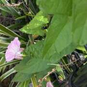 ヒメ日記 2025/05/20 16:31 投稿 リズ マテリアル