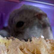 ヒメ日記 2025/05/22 01:01 投稿 リズ マテリアル