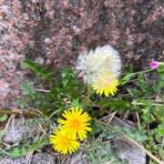 ヒメ日記 2025/05/24 07:16 投稿 リズ マテリアル