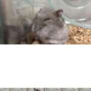 ヒメ日記 2025/05/26 01:16 投稿 リズ マテリアル