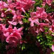 ヒメ日記 2025/05/27 23:01 投稿 リズ マテリアル