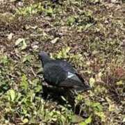 ヒメ日記 2025/05/28 17:16 投稿 リズ マテリアル