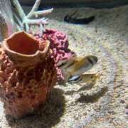 ヒメ日記 2025/05/29 01:16 投稿 リズ マテリアル