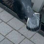 ヒメ日記 2025/06/01 23:46 投稿 リズ マテリアル