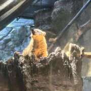 ヒメ日記 2025/06/04 01:16 投稿 リズ マテリアル