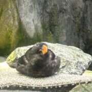 ヒメ日記 2025/06/08 07:16 投稿 リズ マテリアル