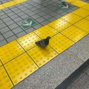 ヒメ日記 2025/06/22 15:01 投稿 リズ マテリアル