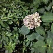 ヒメ日記 2025/07/11 08:01 投稿 リズ マテリアル