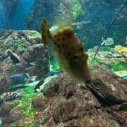 ヒメ日記 2025/07/22 08:01 投稿 リズ マテリアル