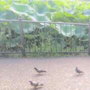 ヒメ日記 2025/07/28 08:01 投稿 リズ マテリアル