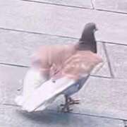 ヒメ日記 2025/08/06 08:16 投稿 リズ マテリアル