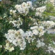 ヒメ日記 2025/08/10 20:16 投稿 リズ マテリアル